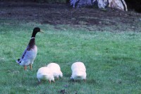 /album/my-cat-/img-0082-copie-jpg/